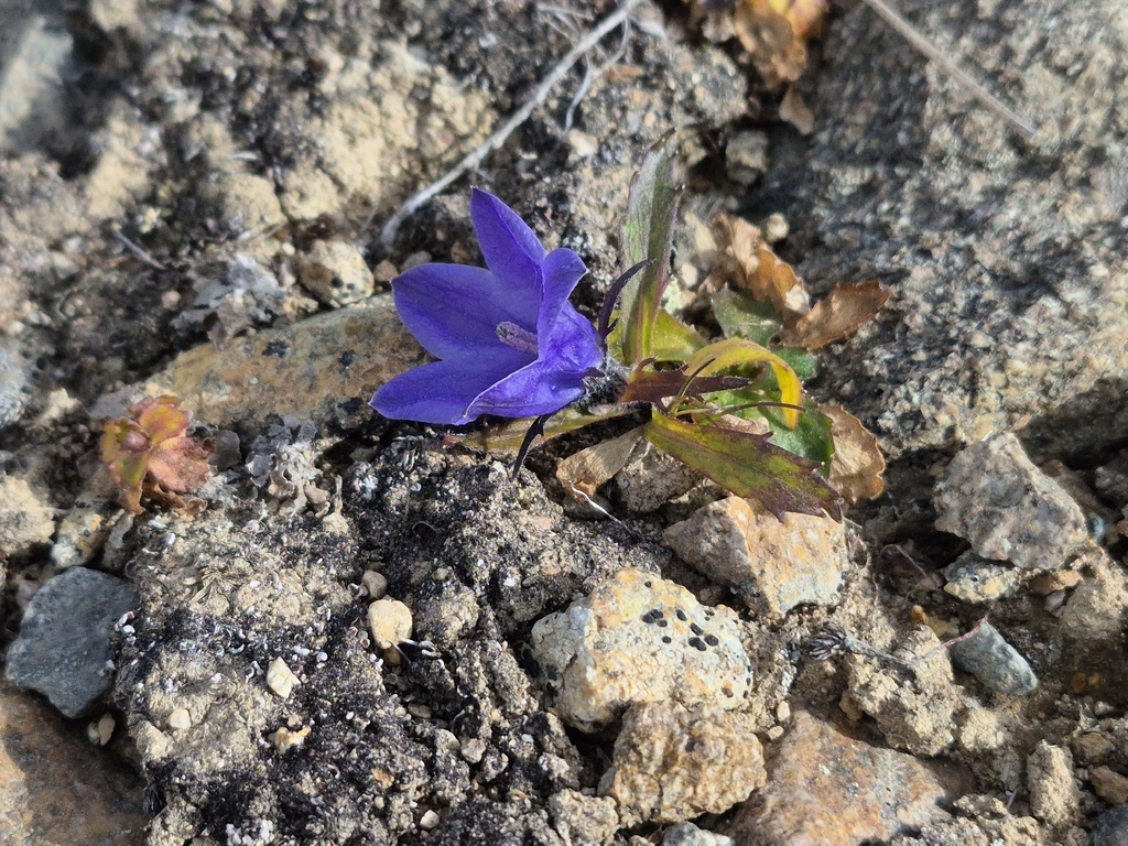 Campanula lasiocarpa; photograph (c) Syd Cannings, some rights reserved (CC BY)