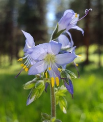 Polemonium occidentale