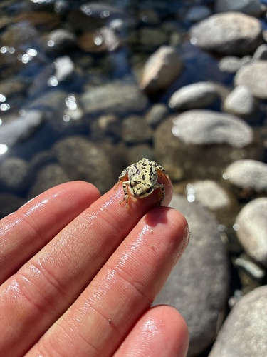 iNaturalist observation photo of Pacific chorus frog