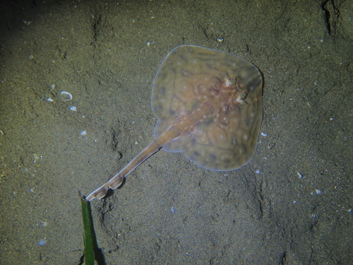 Undulate Skate, Languedoc-Roussillon, FR, photo 7 of 10