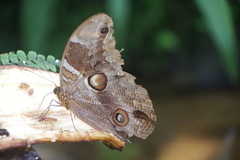 Catoblepia orgetorix