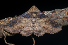 Pericyma cruegeri