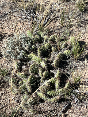 Plains Pricklypear