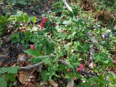 Pulmonaria rubra
