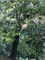 Aesculus hippocastanum