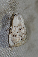Niphopyralis