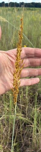 Indiangrass