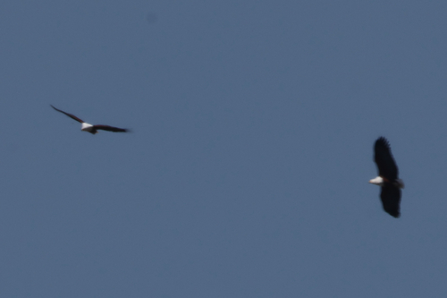 iNaturalist: (c) jack67pp, some rights reserved (CC BY-NC) iNaturalist image