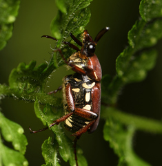 Paratrichius diversicolor