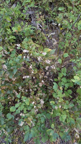 Rupertia physodes observed 2026-09-05