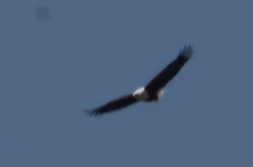 iNaturalist image