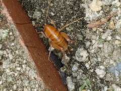 Ceuthophilus hesperus