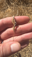Bromus hordeaceus, photograph (c) Alex C, some rights reserved (CC BY)
