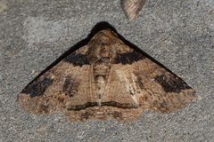 Pericyma cruegeri