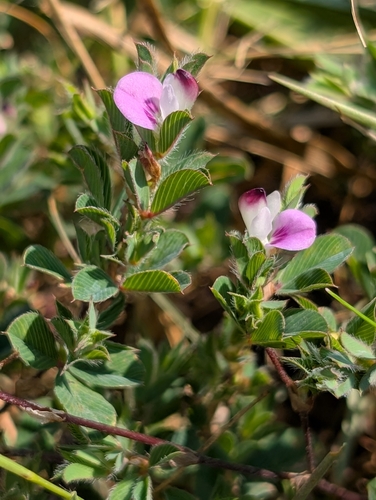 Korean bushclover