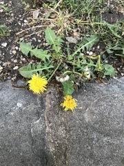 Taraxacum officinale