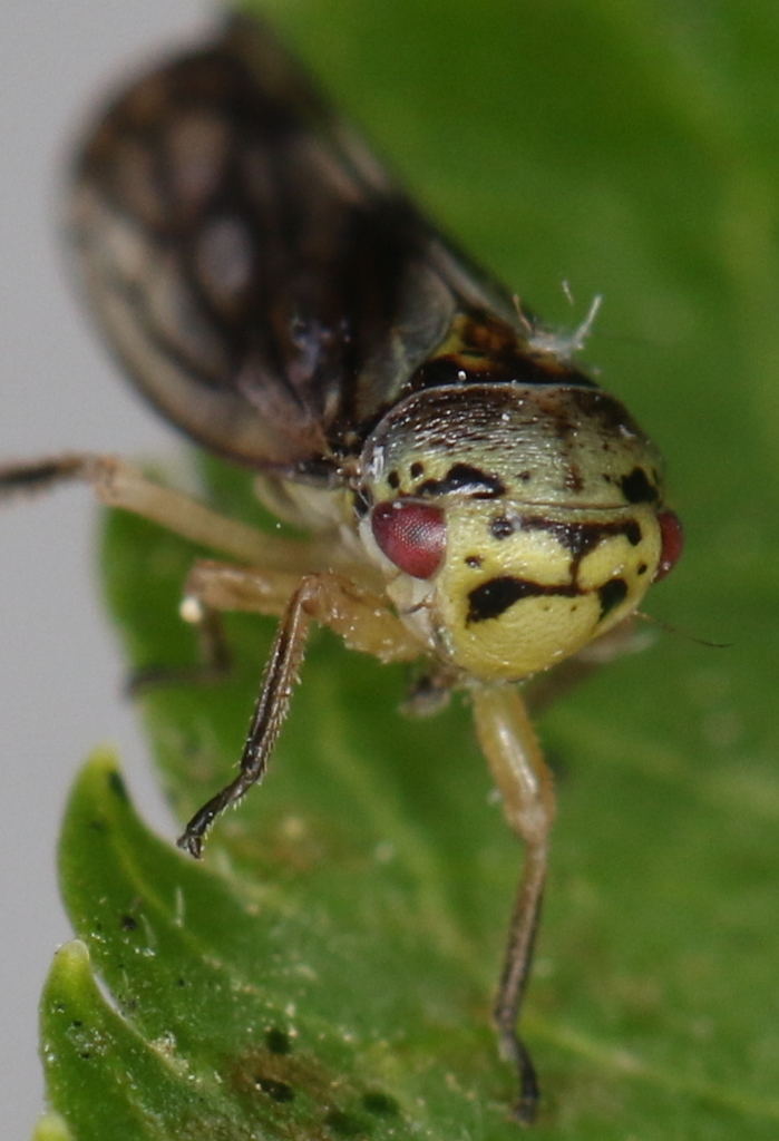 Oncopsis carpini