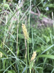 Carex hirta