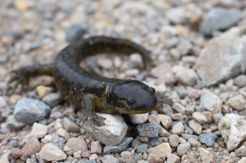Western Tiger Salamander