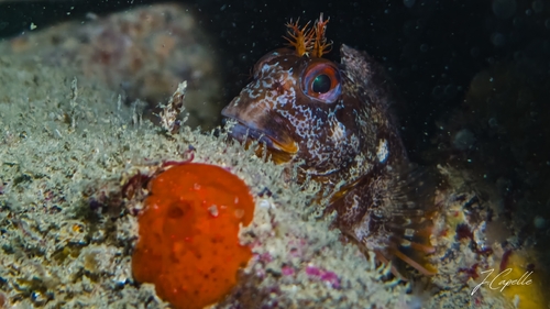 Blennie gattorugine