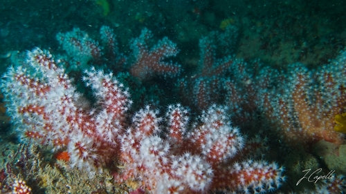 Alcyon rouge