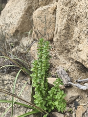 Ophryosporus triangularis