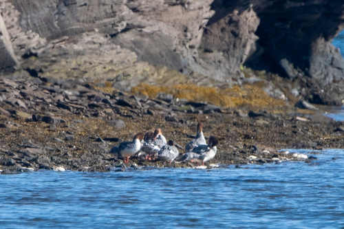 Common Merganser
