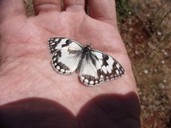 Melanargia titea