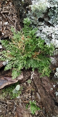 Selaginella gypsophila