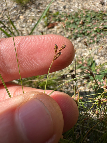Bulbostylis capillaris, photograph 6