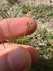 Bulbostylis capillaris, photograph author not stated, no rights reserved