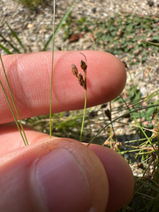 Bulbostylis capillaris, photograph author not stated, no rights reserved