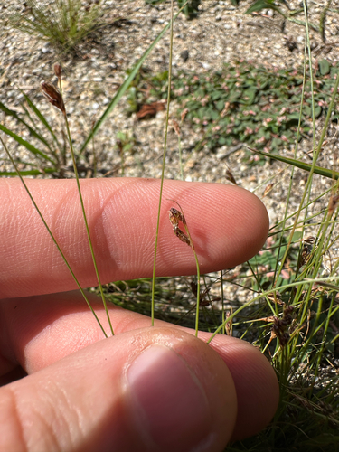 Bulbostylis capillaris, photograph 4