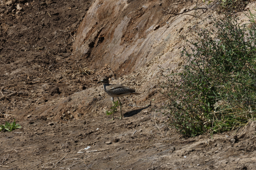iNaturalist image