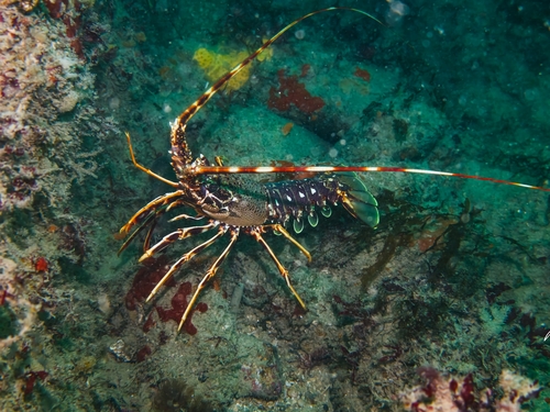 Langouste rouge