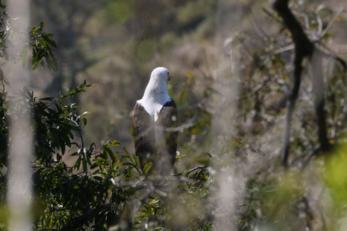 iNaturalist image