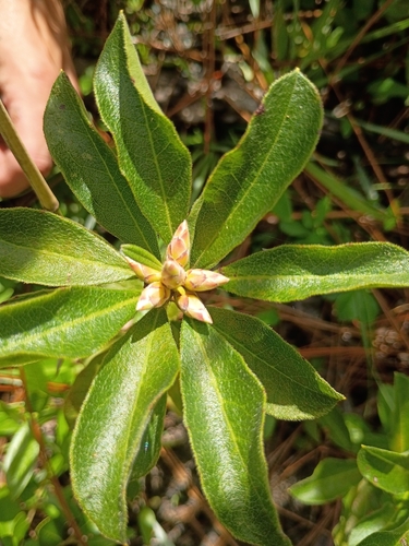 Rhododendron serrulatum, 2026-09-08