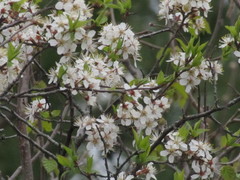 Prunus munsoniana
