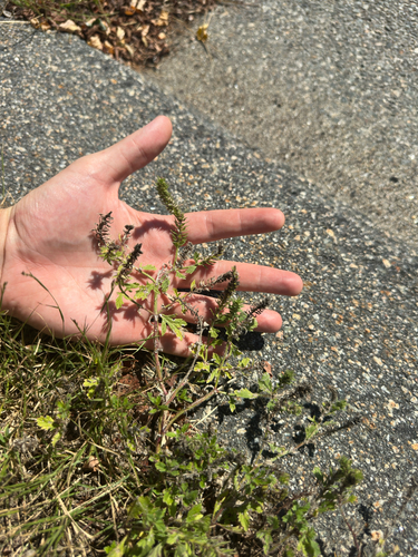 Verbena bracteata, photograph 5