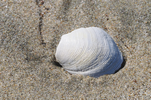 Platyodon cancellatus observed 2026-09-08