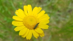 Oedemera lurida
