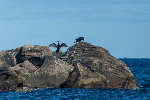 Double-crested Cormorant