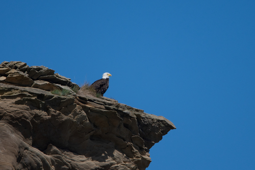Bald Eagle