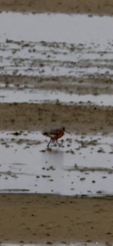 iNaturalist image