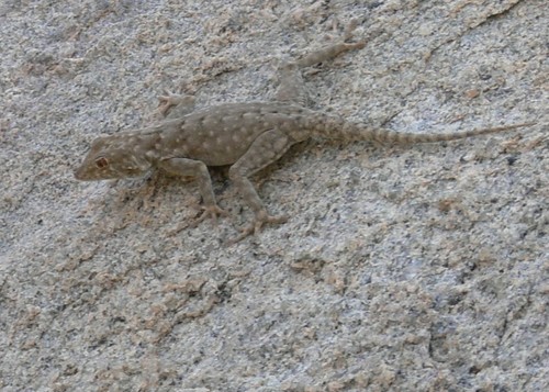 Rhoptropus bradfieldi