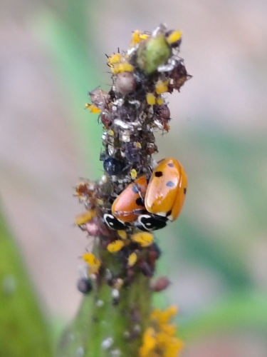 Variegated Lady Beetle
