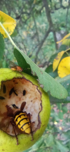 European Hornet