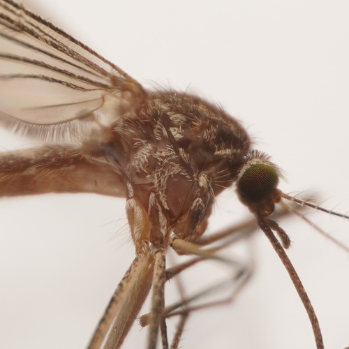Culiseta inornata