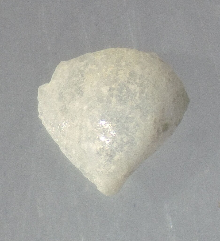 Crassinella varians