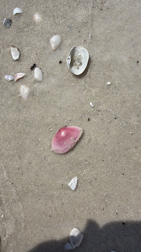 Eurytellina lineata, 2026-09-05